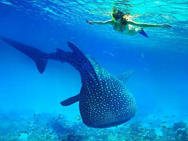 Woman snorkeling alongside a large whale shark in clear blue water.