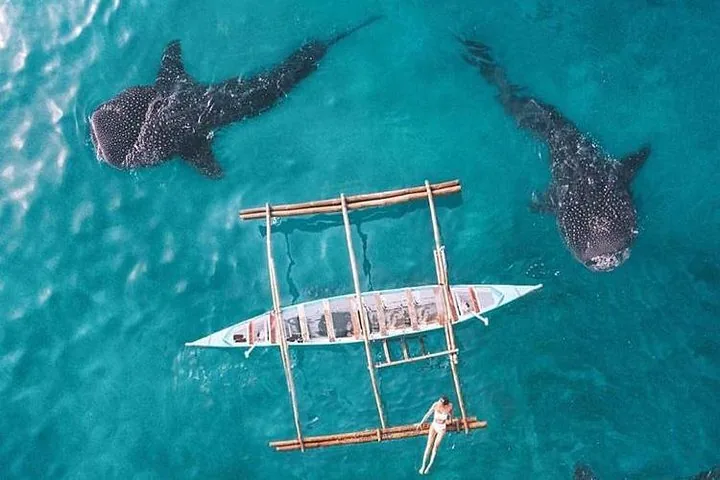 Aerial view of a boat with two whale sharks swimming nearby.
