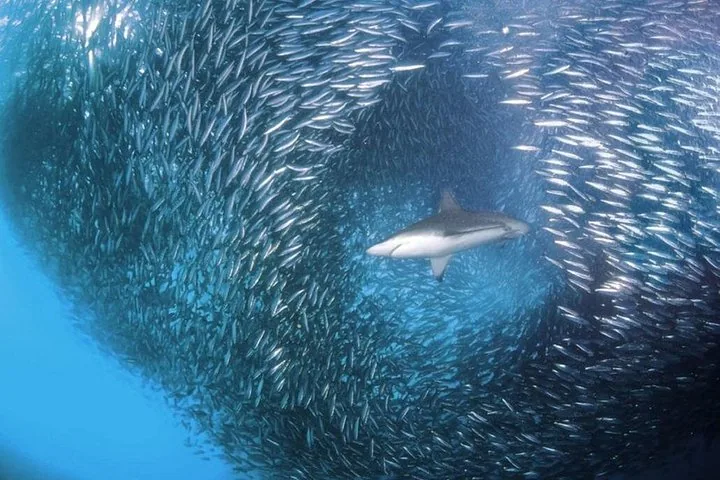 Shark swimming through a massive, swirling school of small silver fish.