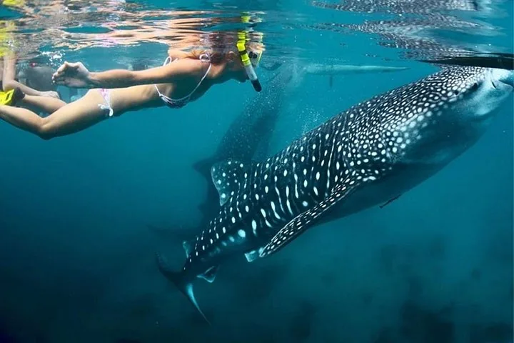 Snorkeler swimming close to a massive whale shark in deep blue water.